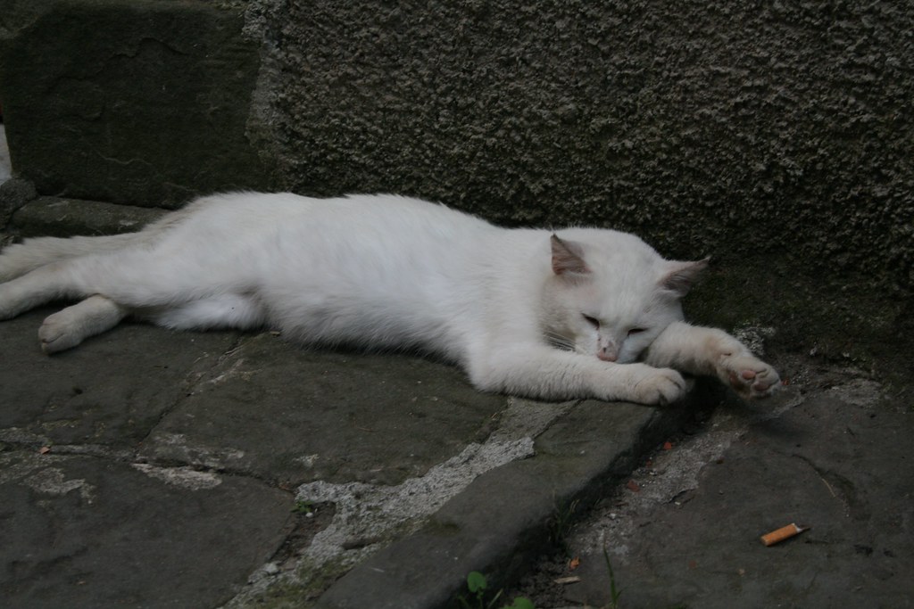 A white cat laying on stone